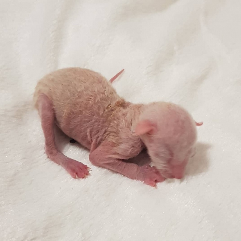 Roquefort Elemani Dream - Kitten cornish rex