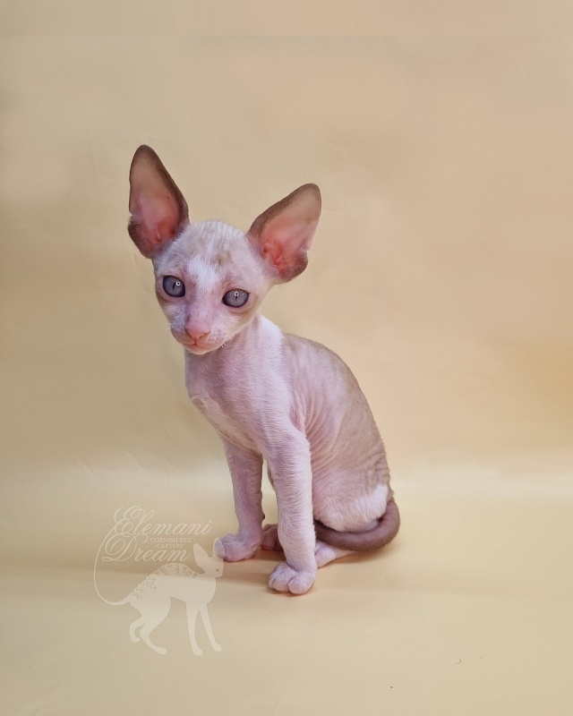Roquefort Elemani Dream - Kitten cornish rex 1 month 1.5 week
