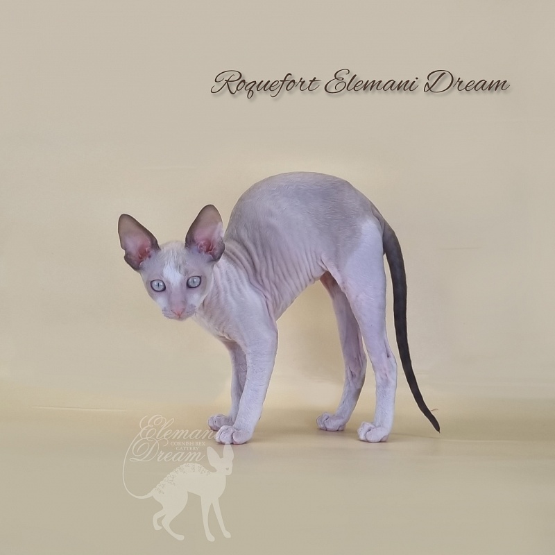 Roquefort Elemani Dream - Kitten cornish rex 2 months 3 weeks