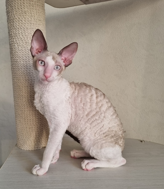Roquefort Elemani Dream - Kitten cornish rex 4 months 1 week