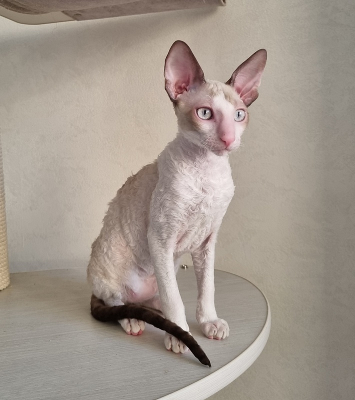Roquefort Elemani Dream - Kitten cornish rex 4 months 1 week