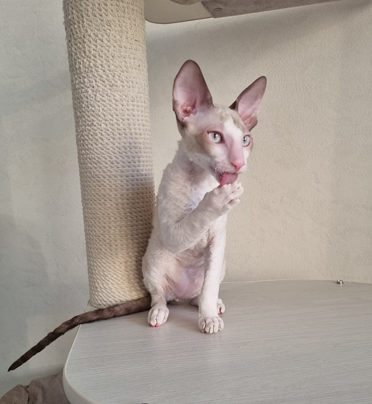 Roquefort Elemani Dream - Kitten cornish rex 4 months 1 week