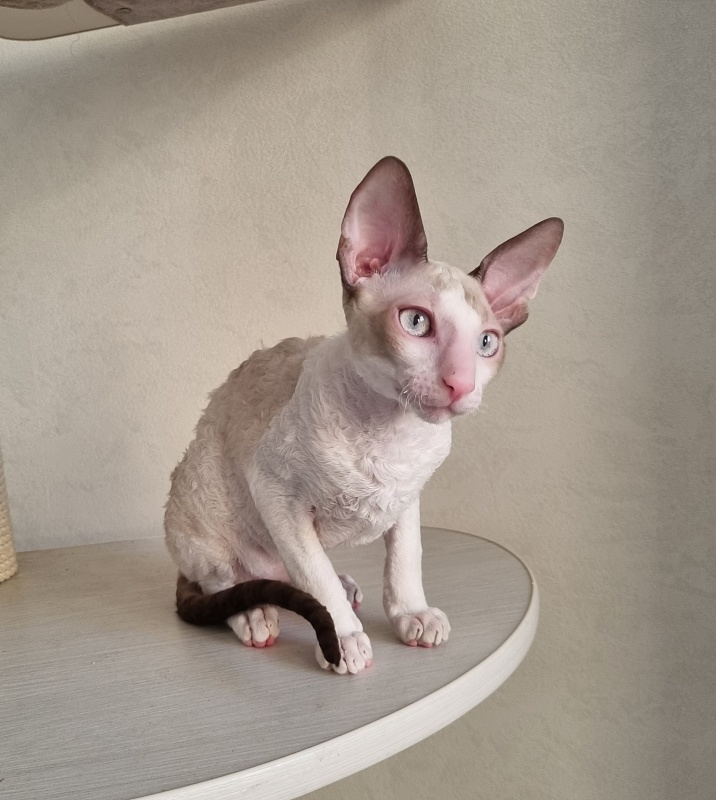 Roquefort Elemani Dream - Kitten cornish rex 4 months 1 week