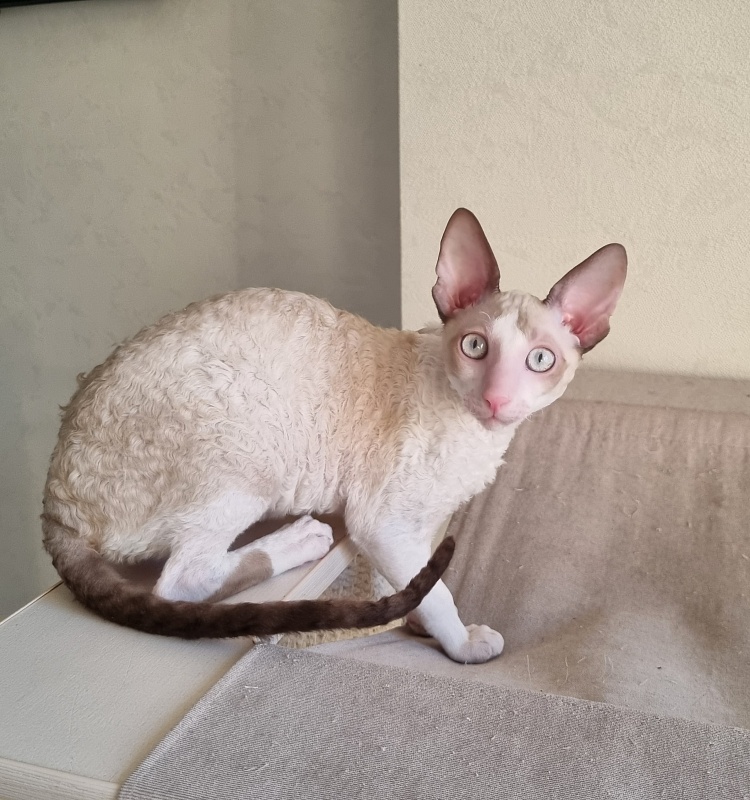 Roquefort Elemani Dream - Kitten cornish rex 4 months 1 week