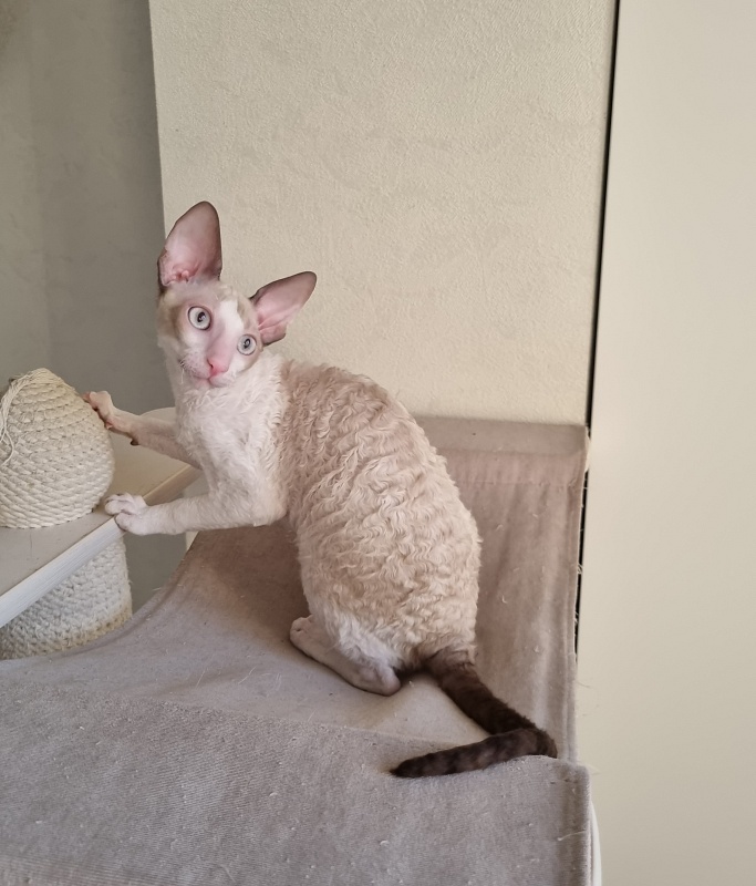 Roquefort Elemani Dream - Kitten cornish rex 4 months 1 week