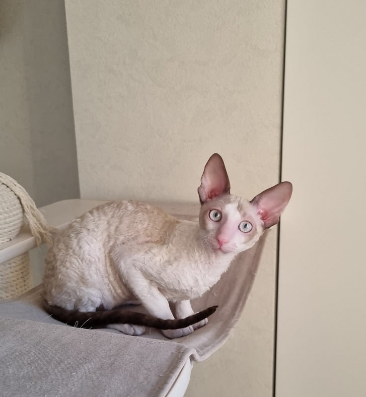 Roquefort Elemani Dream - Kitten cornish rex 4 months 1 week