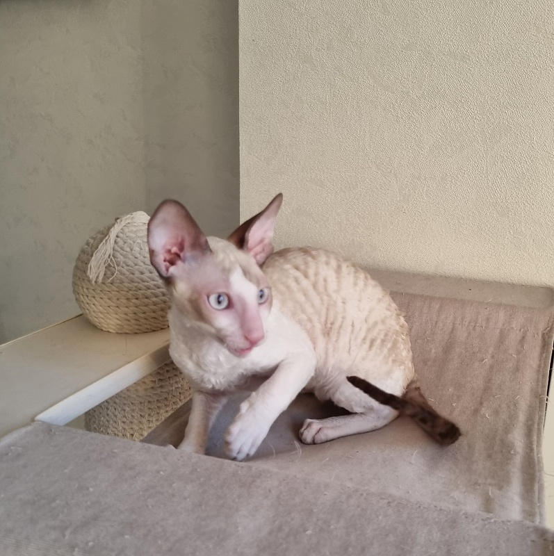 Roquefort Elemani Dream - Kitten cornish rex 4 months 1 week