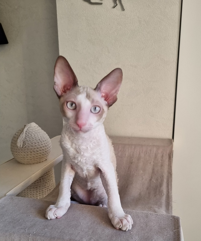 Roquefort Elemani Dream - Kitten cornish rex 4 months 1 week