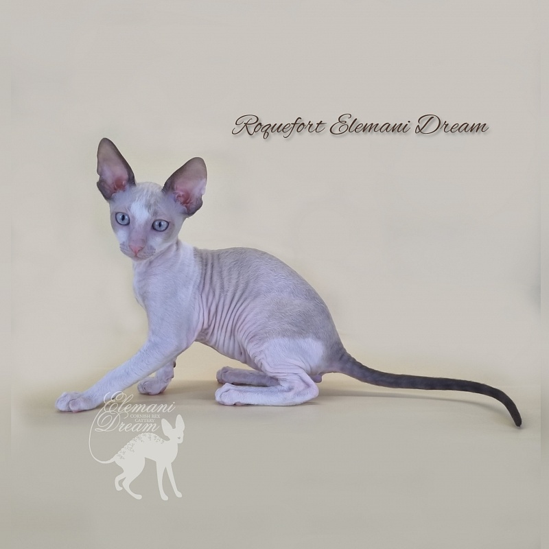 Roquefort Elemani Dream - Kitten cornish rex 2 months 3 weeks