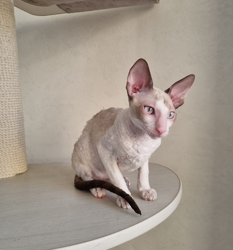 Roquefort Elemani Dream - Kitten cornish rex 4 months 1 week
