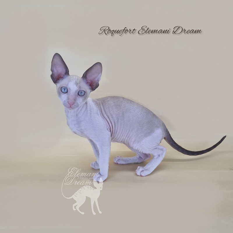 Roquefort Elemani Dream - Kitten cornish rex 2 months 3 weeks