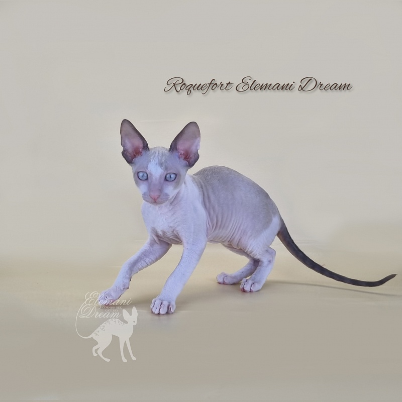 Roquefort Elemani Dream - Kitten cornish rex 2 months 3 weeks