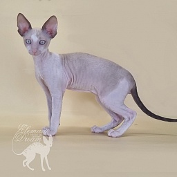 Roquefort Elemani Dream