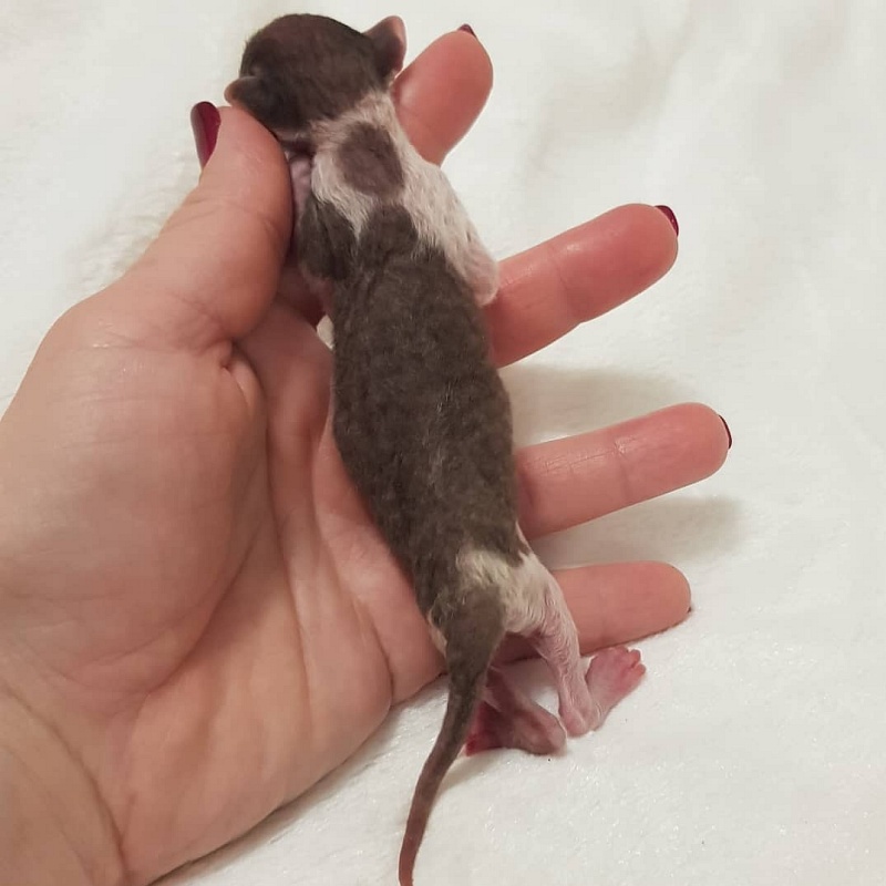 Romeo Elemani Dream - Kitten cornish rex