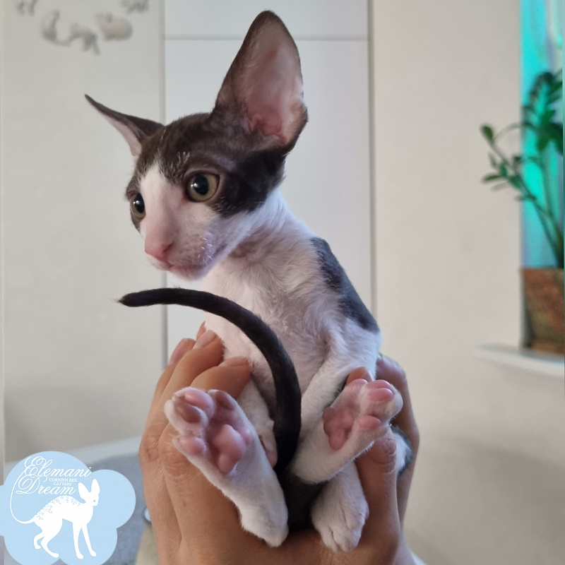 Romeo Elemani Dream - Kitten cornish rex 1 month 3.5 weeks