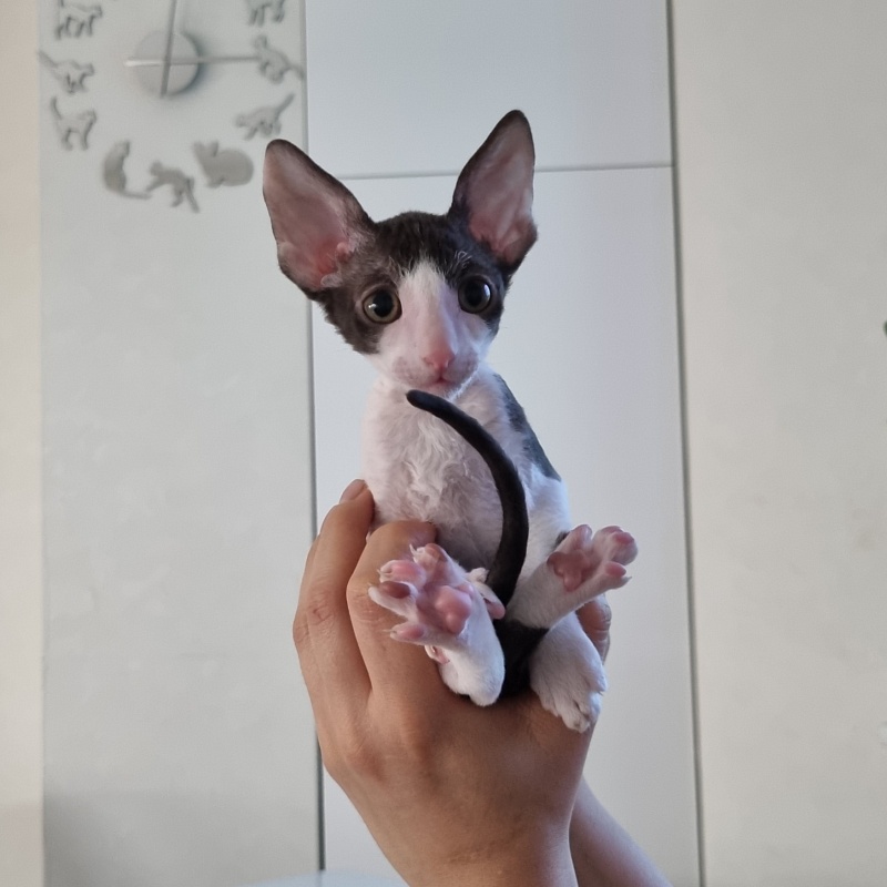 Romeo Elemani Dream - Kitten cornish rex 1 month 3.5 weeks