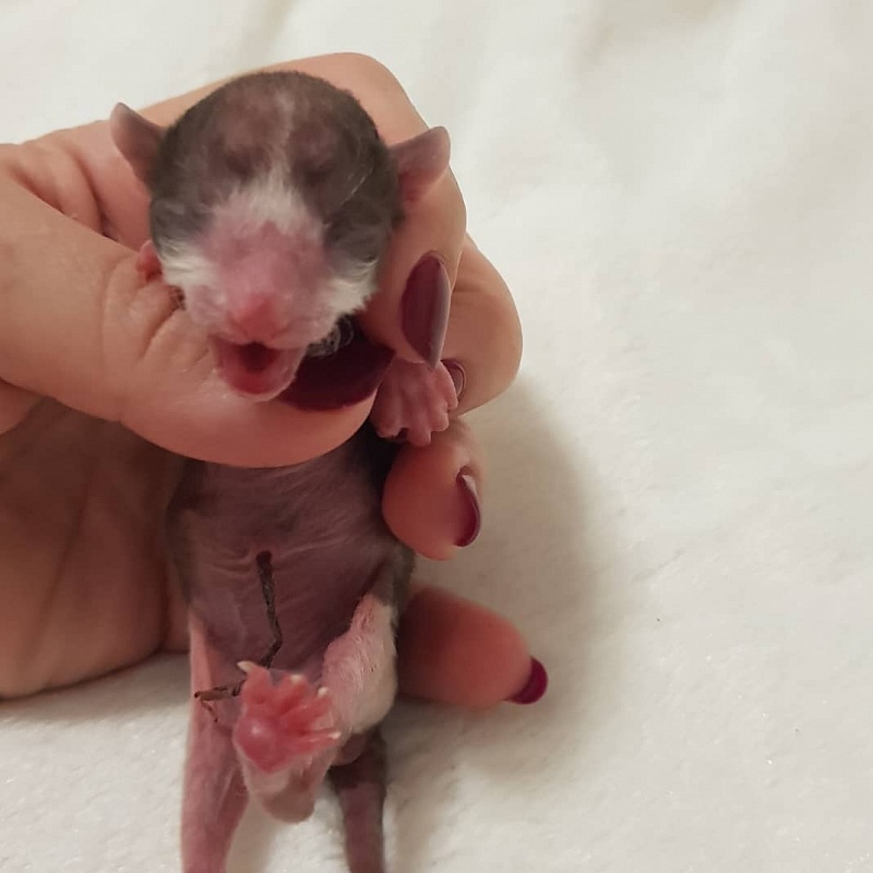 Romeo Elemani Dream - Kitten cornish rex