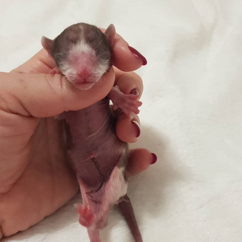 Romeo Elemani Dream - Kitten cornish rex