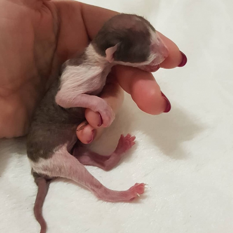 Romeo Elemani Dream - Kitten cornish rex