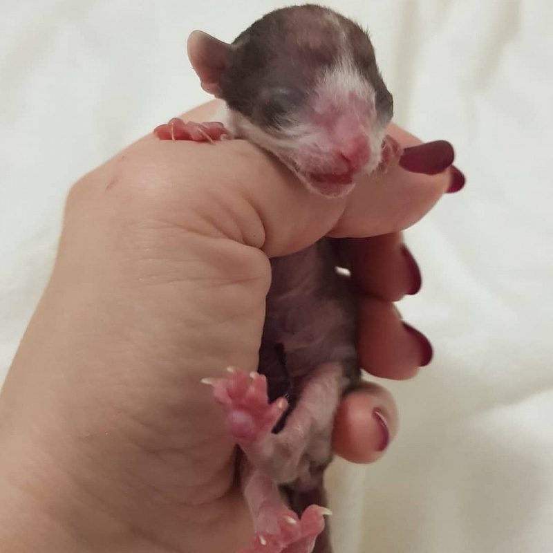 Romeo Elemani Dream - Kitten cornish rex