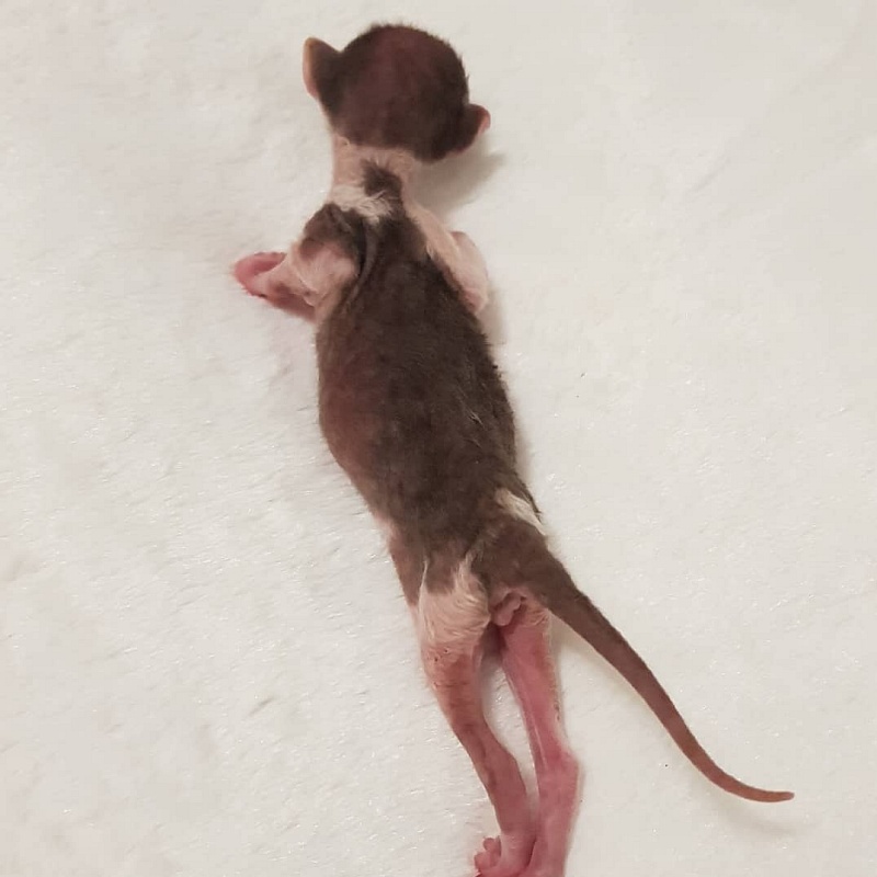 Romeo Elemani Dream - Kitten cornish rex