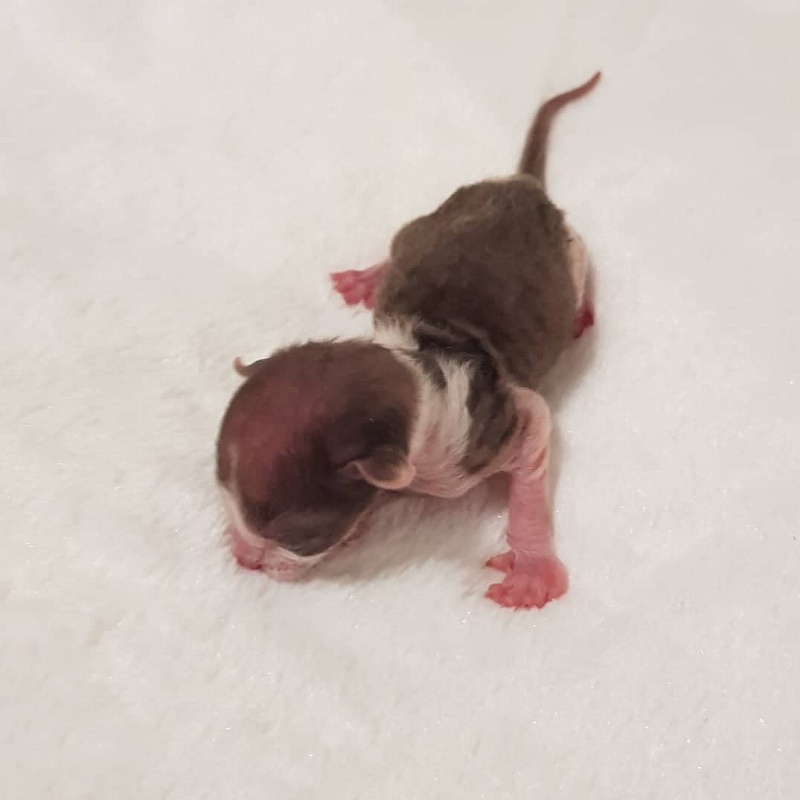 Romeo Elemani Dream - Kitten cornish rex