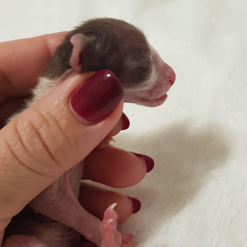 Romeo Elemani Dream - Kitten cornish rex