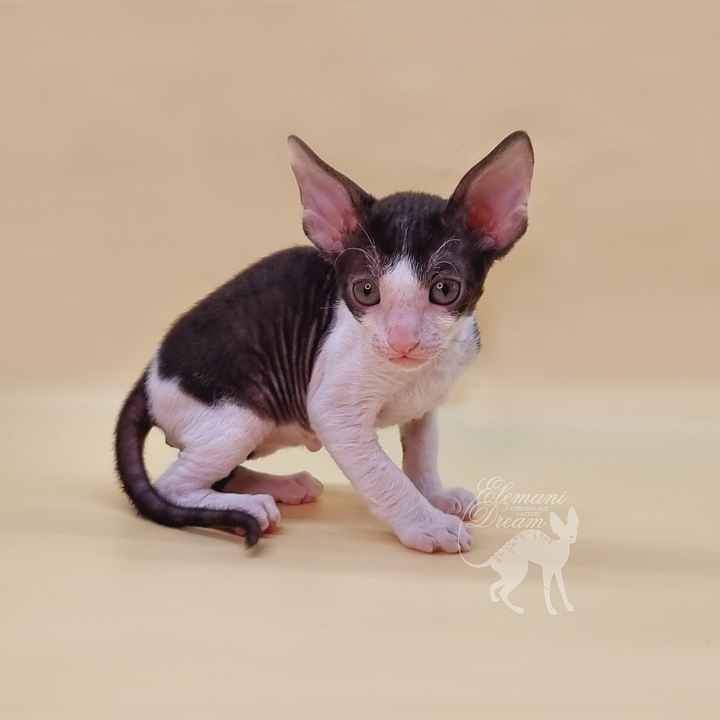 Romeo Elemani Dream - Kitten cornish rex 1 month 1.5 week
