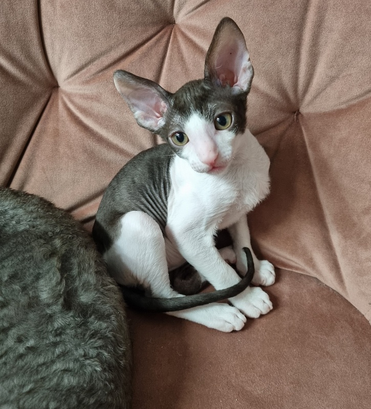 Romeo Elemani Dream - Kitten cornish rex 2 months