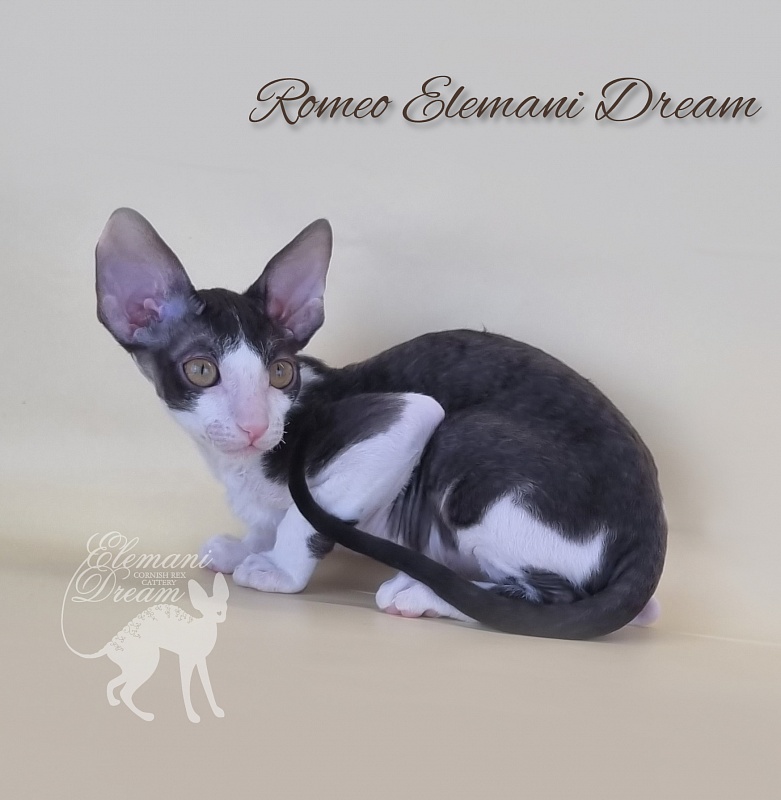 Romeo Elemani Dream - Kitten cornish rex 2 months 3 weeks