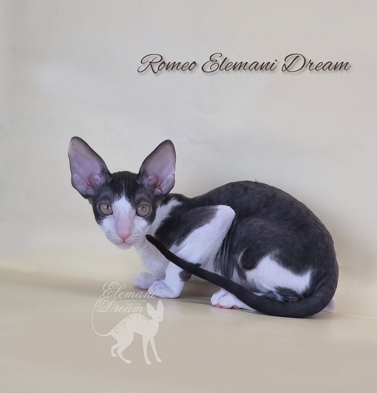 Romeo Elemani Dream - Kitten cornish rex 2 months 3 weeks