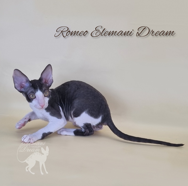 Romeo Elemani Dream - Kitten cornish rex 2 months 3 weeks