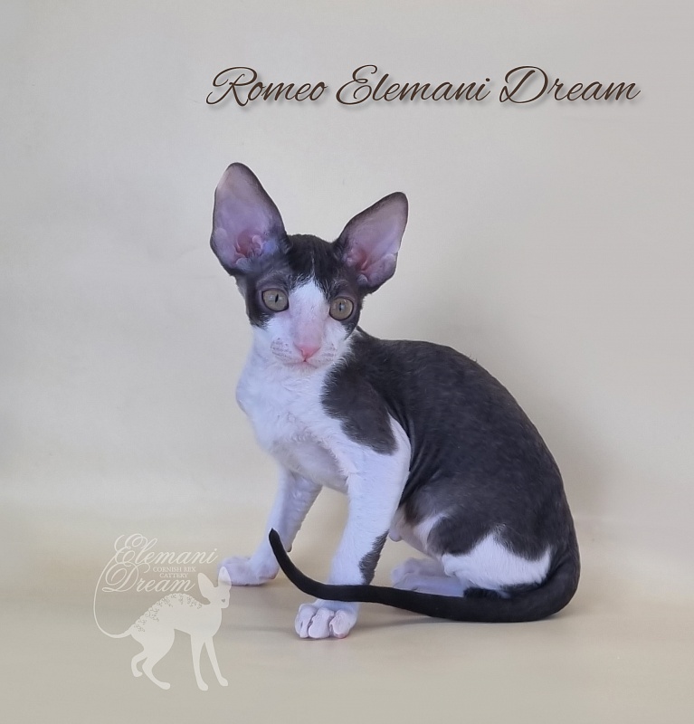 Romeo Elemani Dream - Kitten cornish rex 2 months 3 weeks