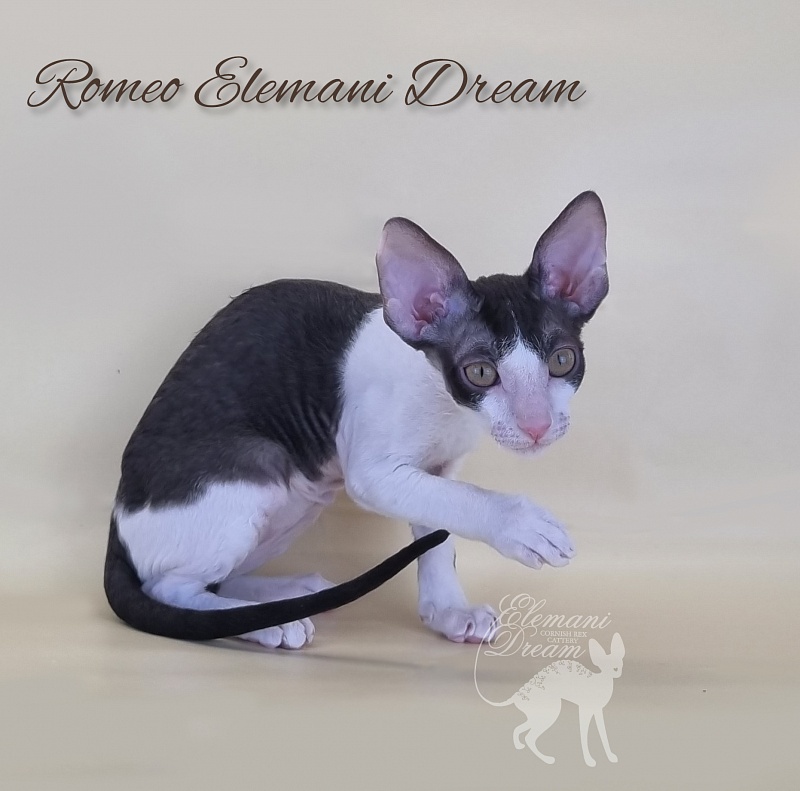 Romeo Elemani Dream - Kitten cornish rex 2 months 3 weeks