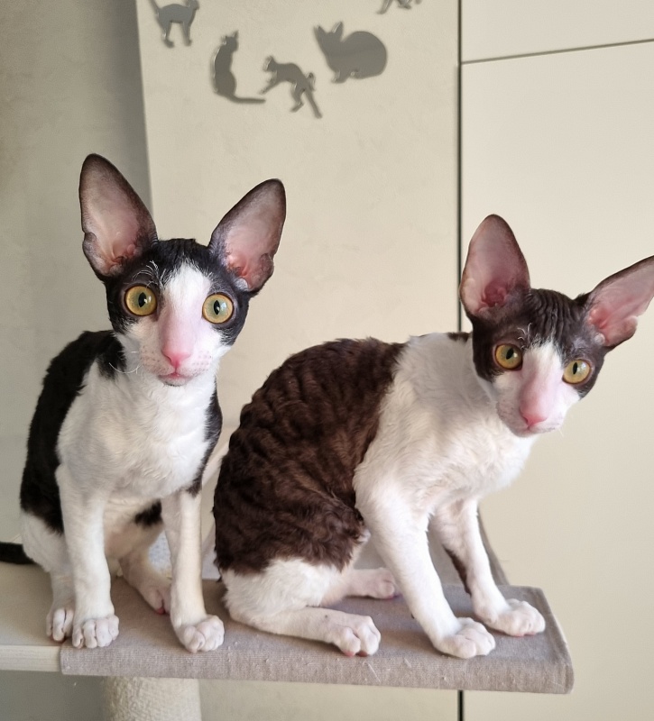 Romeo Elemani Dream - Kitten cornish rex 4 months 1 week
