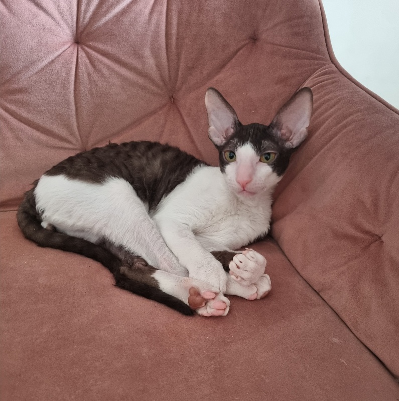 Romeo Elemani Dream - Kitten cornish rex 4 months