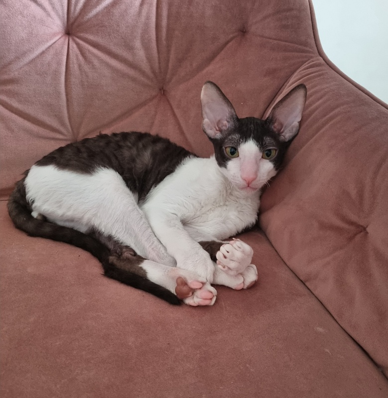 Romeo Elemani Dream - Kitten cornish rex 4 months