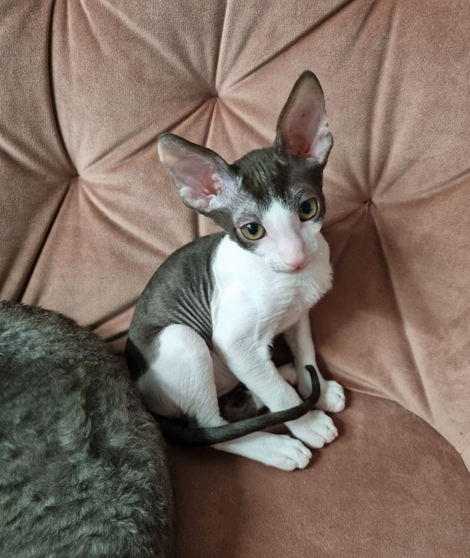 Romeo Elemani Dream - Kitten cornish rex 2 months
