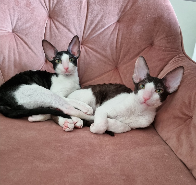 Romeo Elemani Dream - Kitten cornish rex 4 months