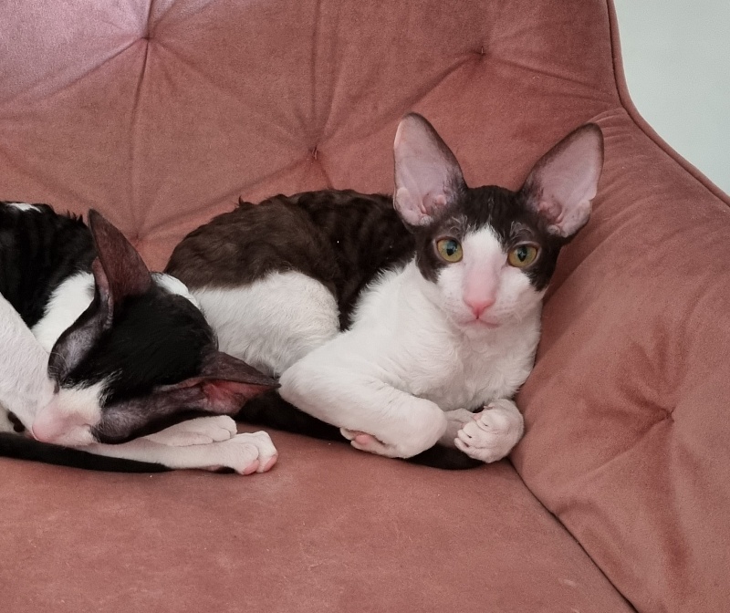 Romeo Elemani Dream - Kitten cornish rex 4 months