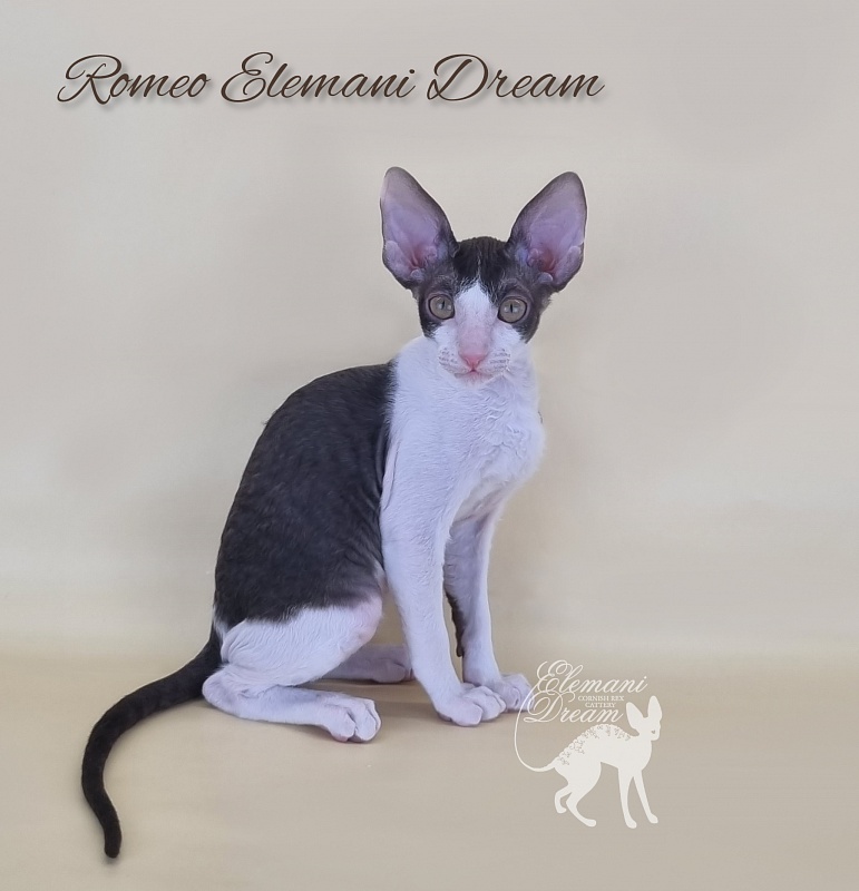 Romeo Elemani Dream - Kitten cornish rex 2 months 3 weeks