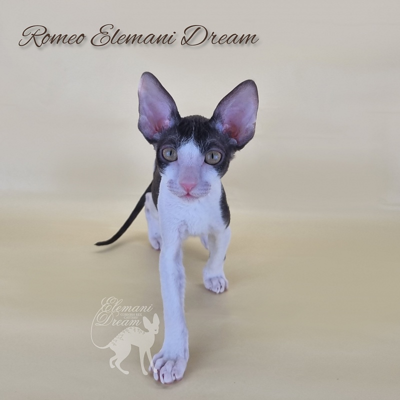 Romeo Elemani Dream - Kitten cornish rex 2 months 3 weeks
