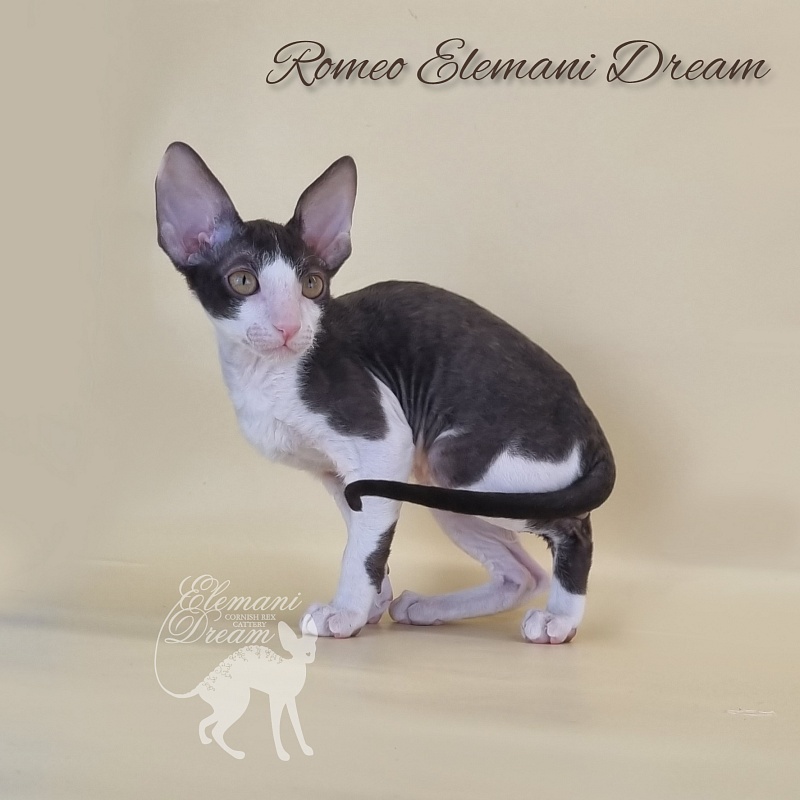 Romeo Elemani Dream - Kitten cornish rex 2 months 3 weeks