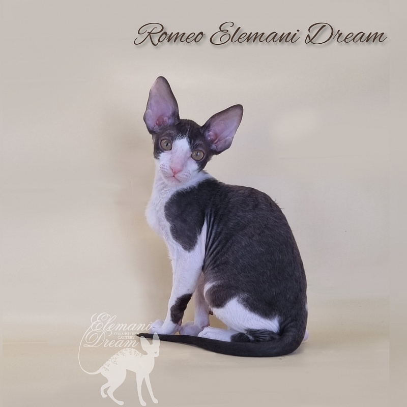Romeo Elemani Dream - Kitten cornish rex 2 months 3 weeks