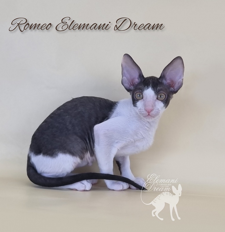 Romeo Elemani Dream - Kitten cornish rex 2 months 3 weeks