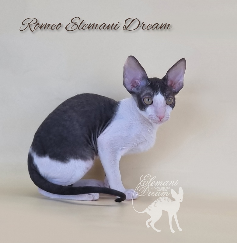 Romeo Elemani Dream - Kitten cornish rex 2 months 3 weeks