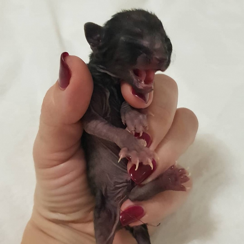 Rolls-Royce Elemani Dream - Kitten cornish rex