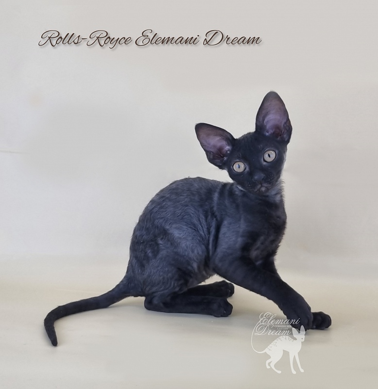 Rolls-Royce Elemani Dream - Kitten cornish rex 2 months 3 weeks