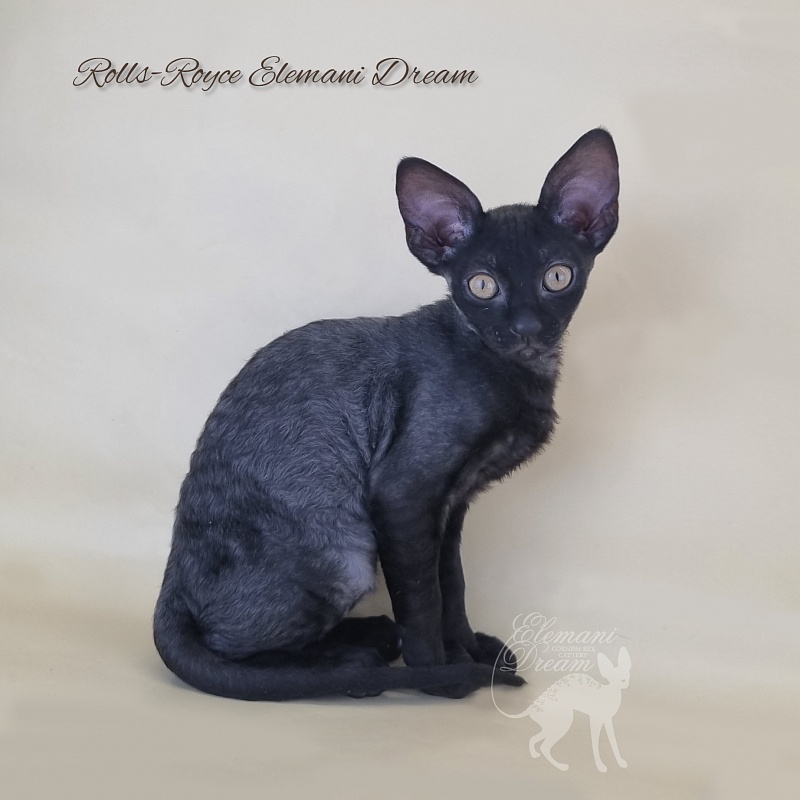 Rolls-Royce Elemani Dream - Kitten cornish rex 2 months 3 weeks