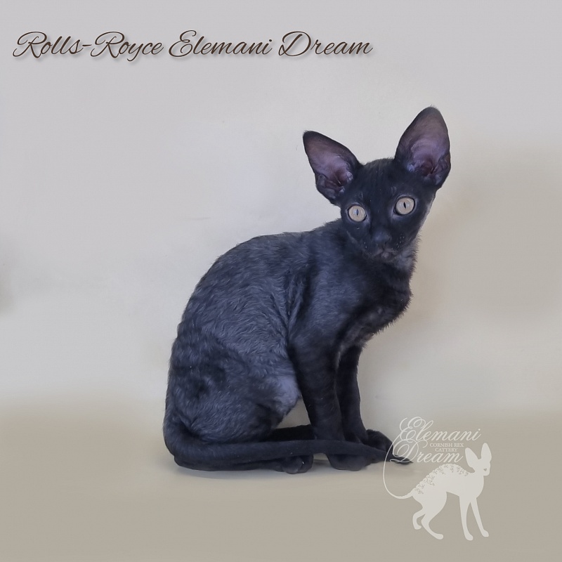 Rolls-Royce Elemani Dream - Kitten cornish rex 2 months 3 weeks